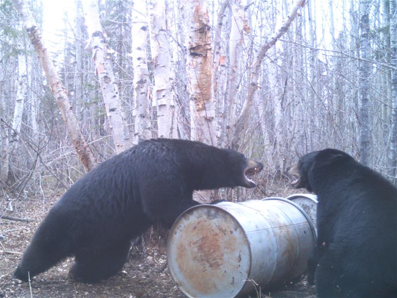 Bear Country Outfitters