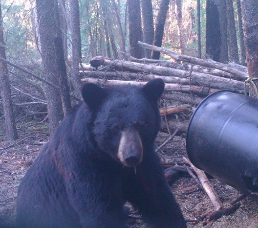 Bearadise Bay Wilderness Camp Ltd