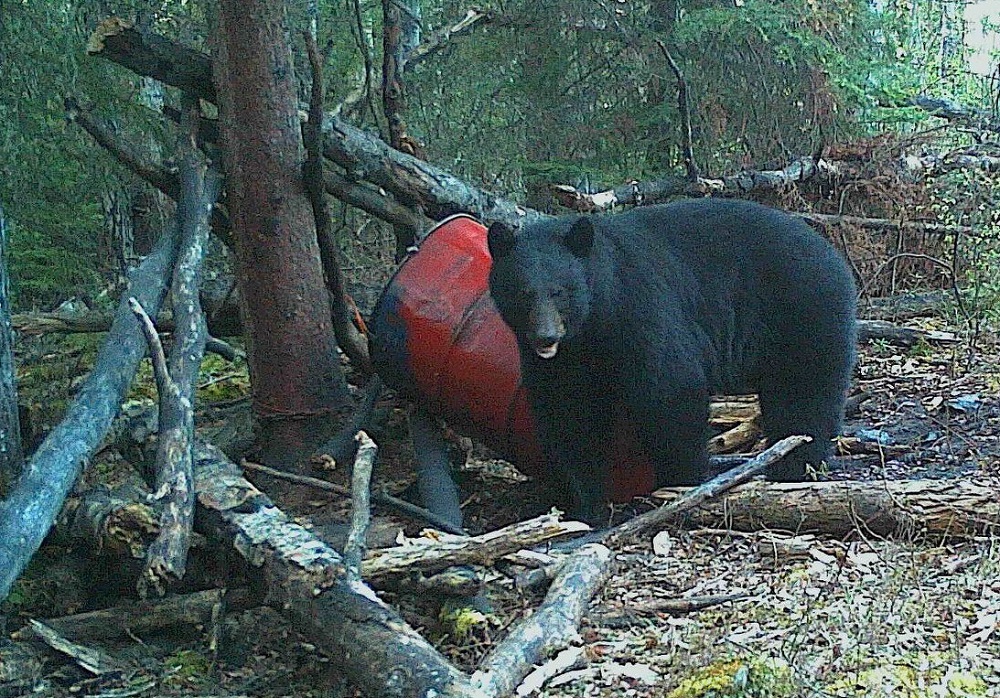 Beaver City Bear Hunts