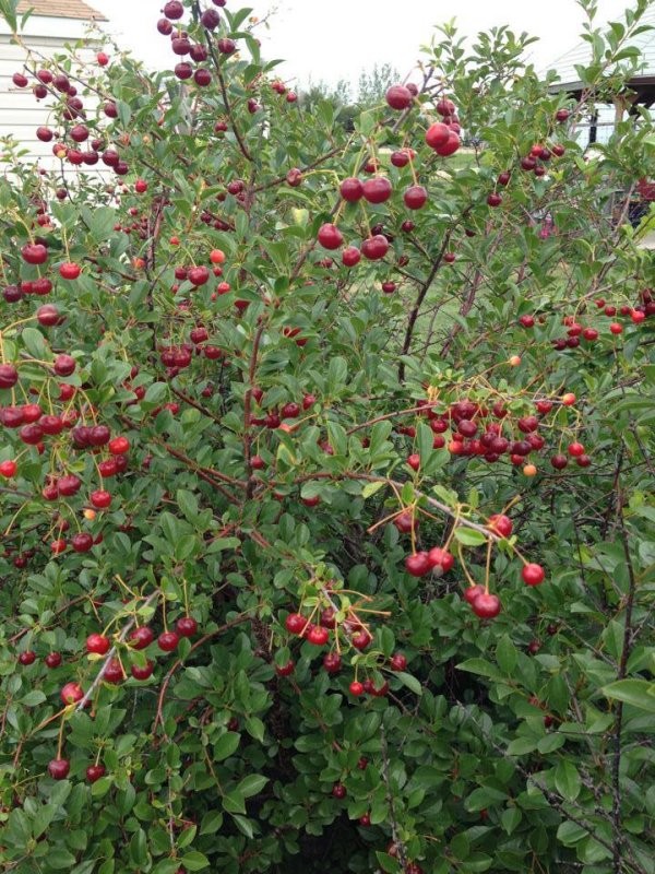 Bend in the River Berries