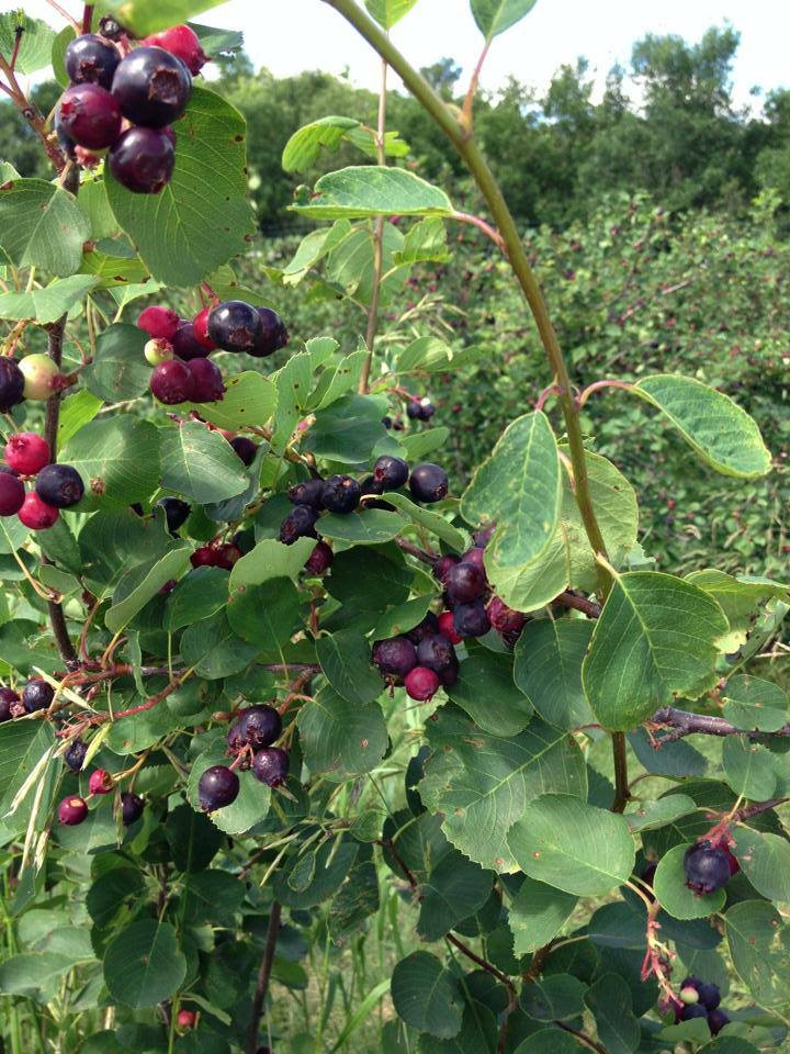 Bend in the River Berries