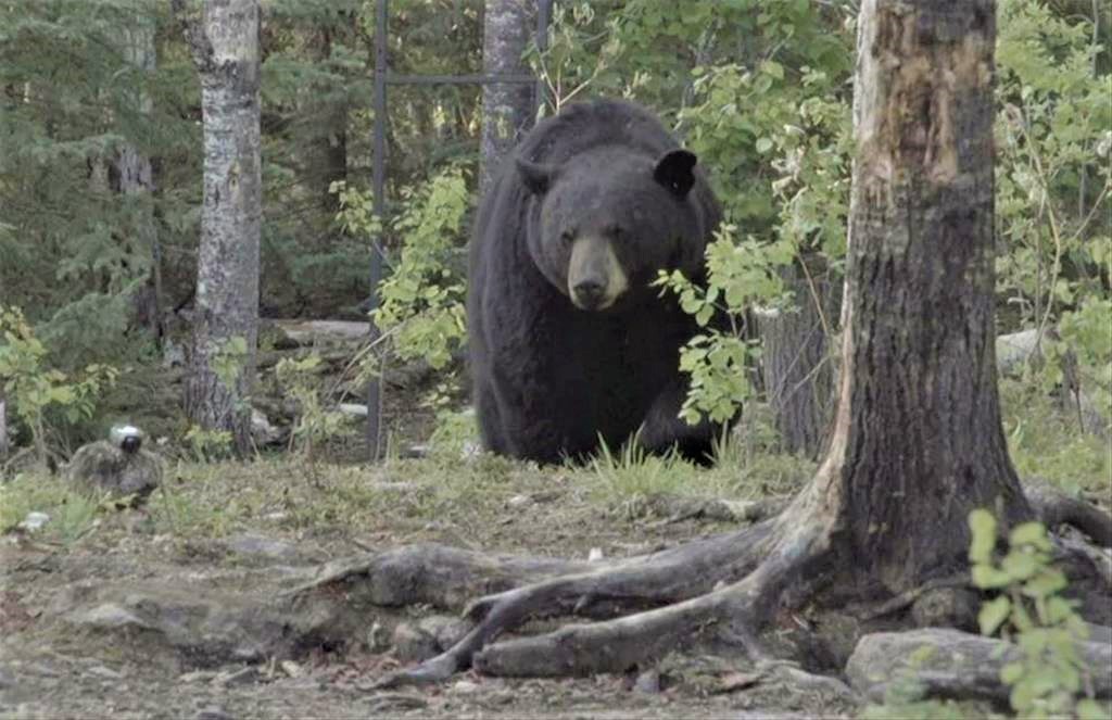 Black Bear Island Lodge