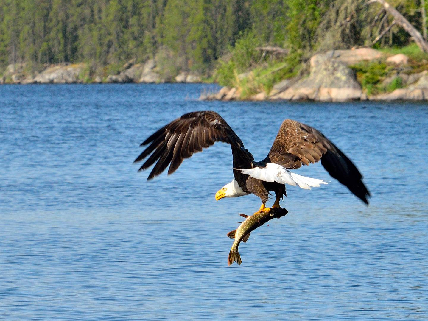 Black Bear Island Lodge | Tourism Saskatchewan