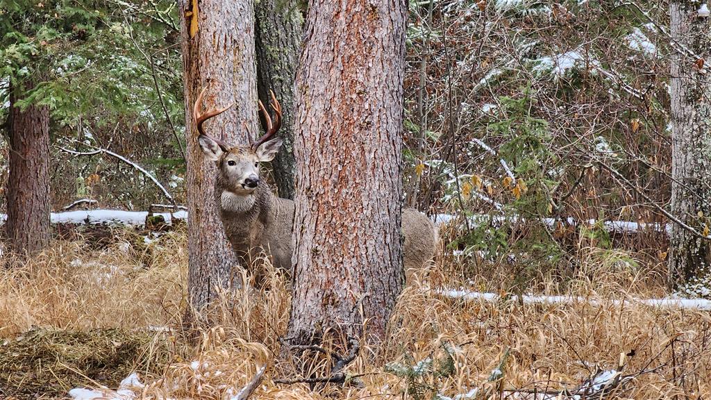 Buck Paradise Outfitters and Cabin Rentals