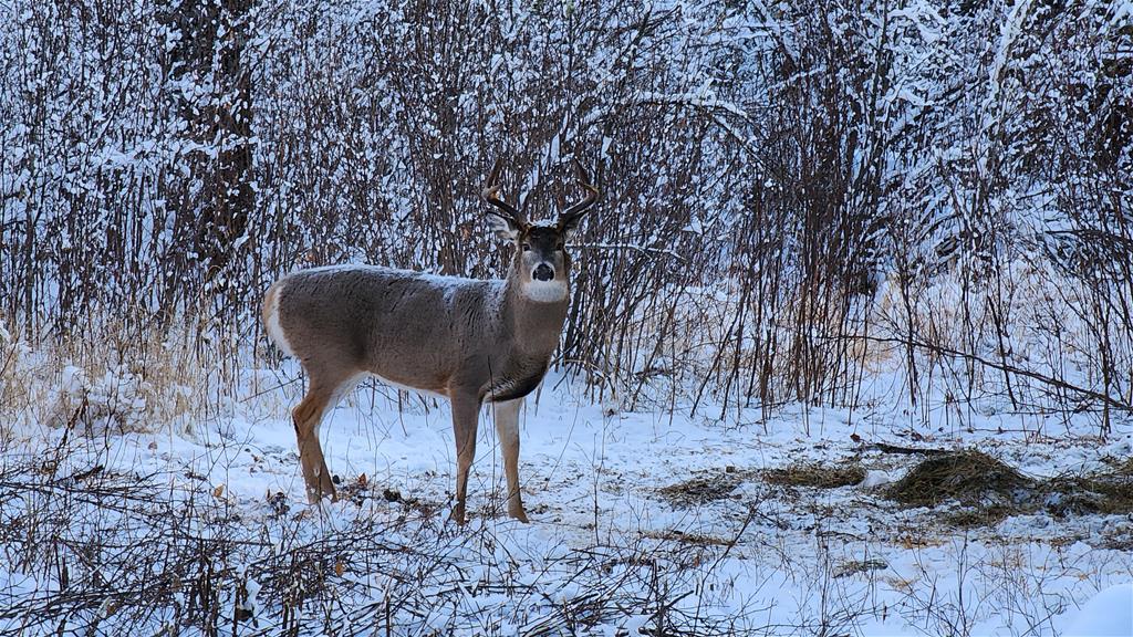 Buck Paradise Outfitters and Cabin Rentals