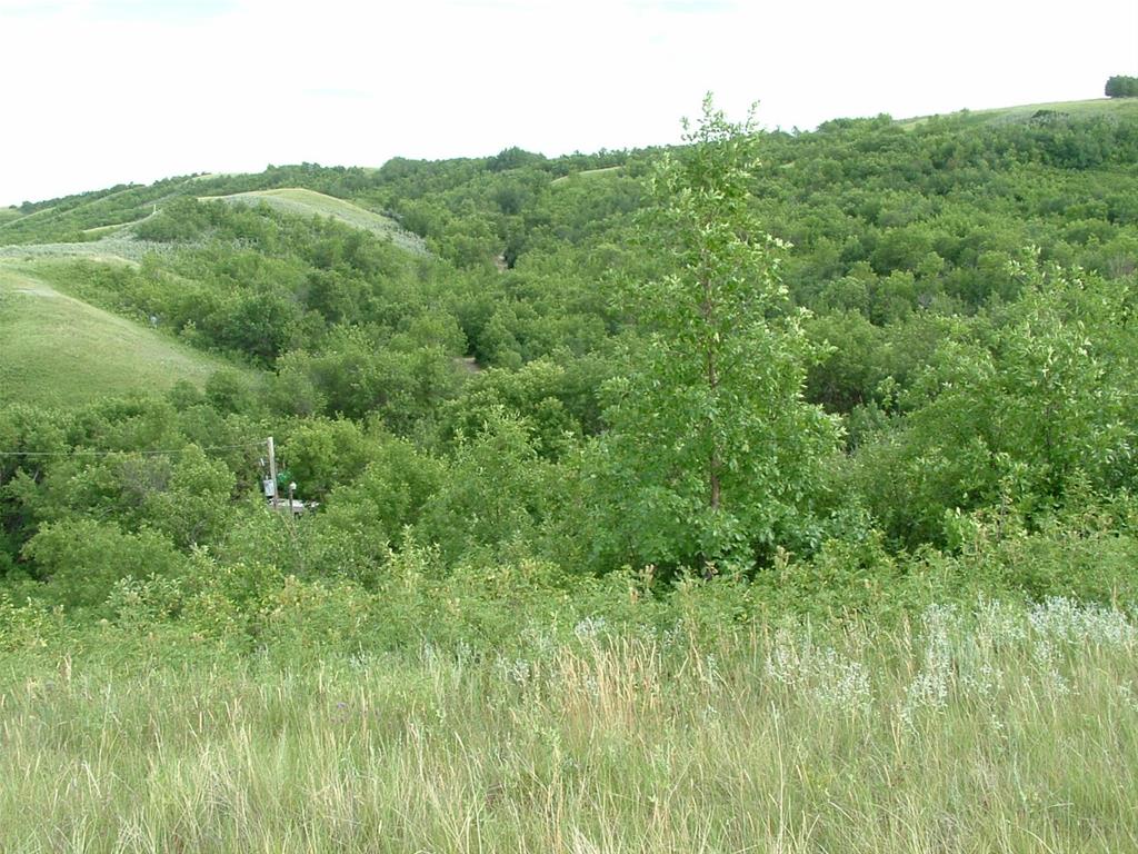 Buffalo View Campground