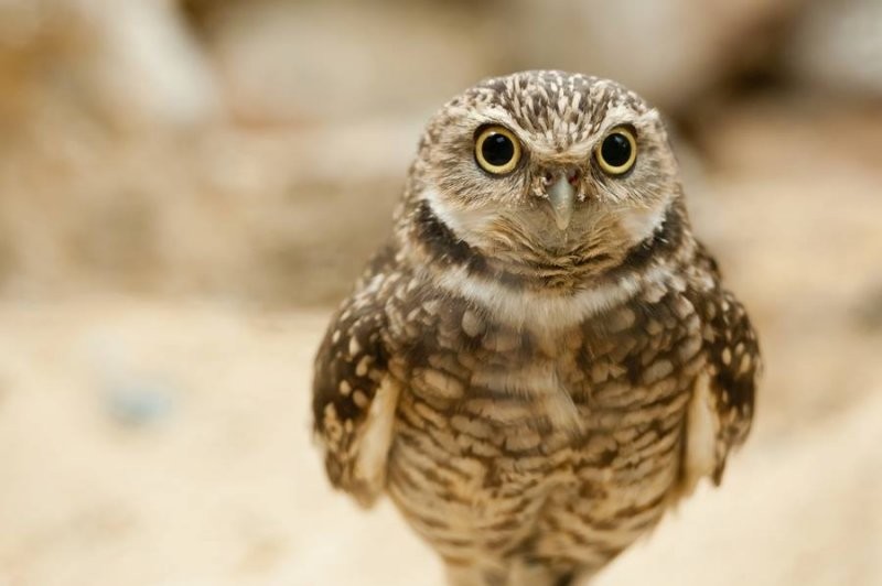 Burrowing Owl