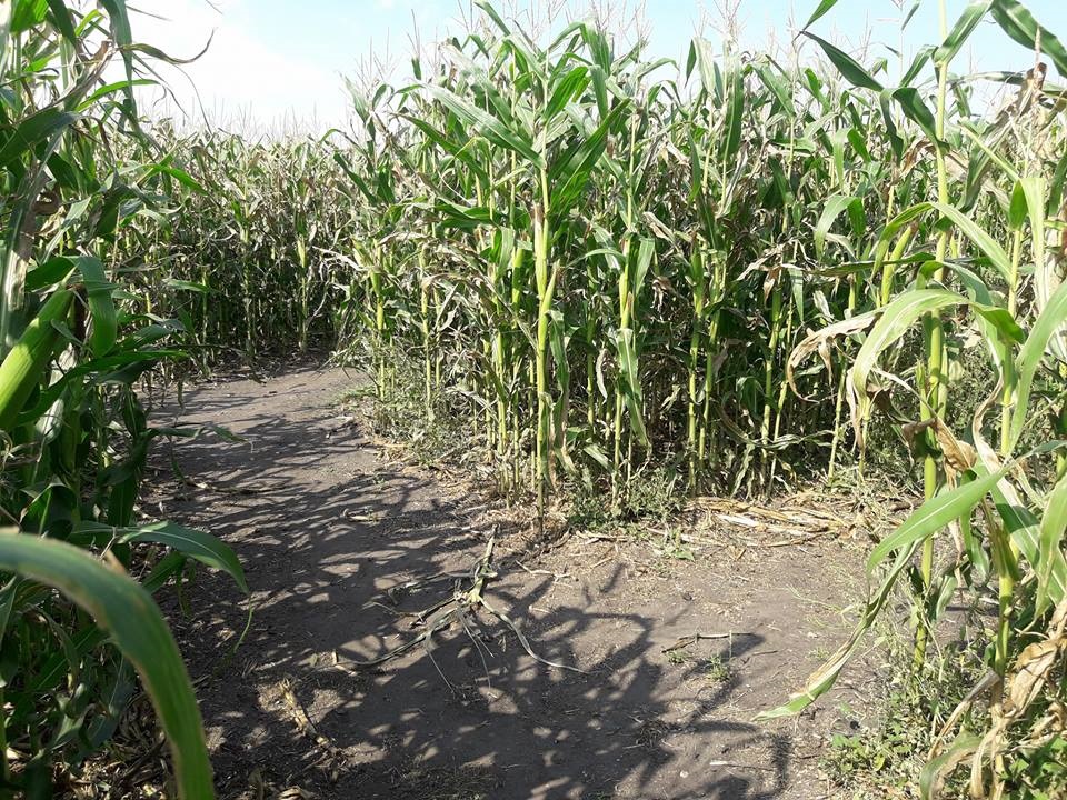 Corn Trails! - decisions, decisions