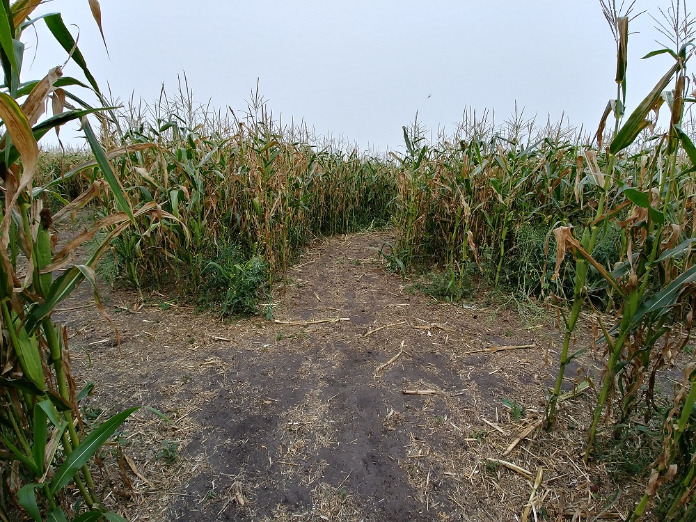 Corn Trails! - which way to go?
