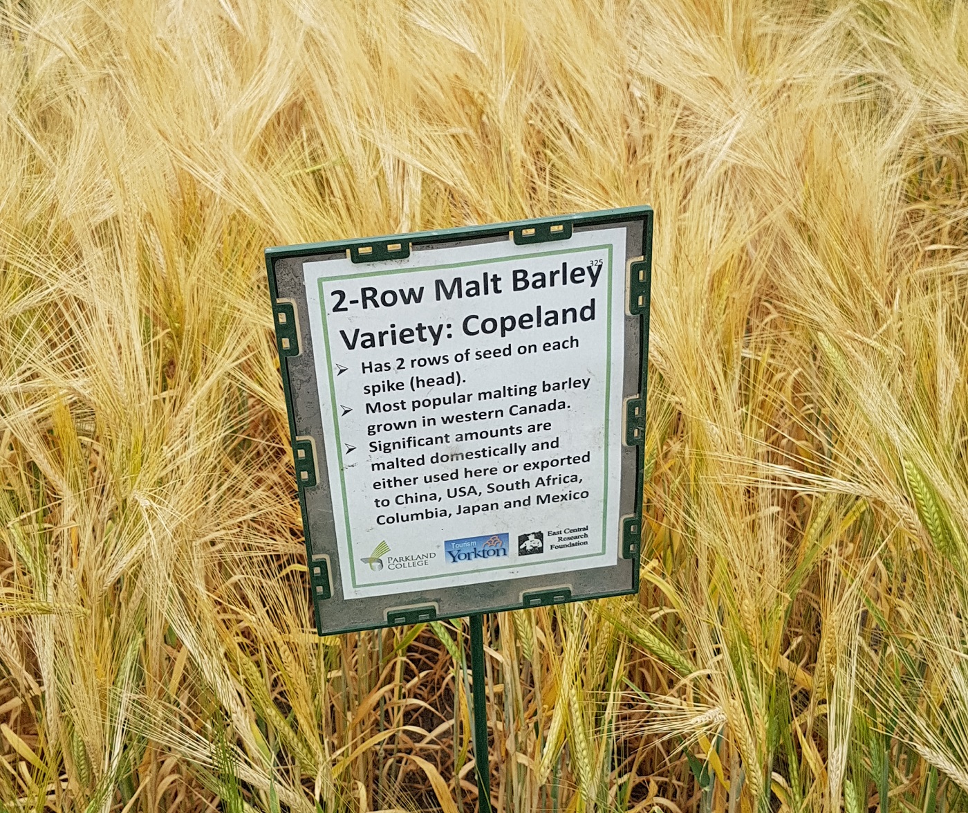 Crops of the Parkland Walking Tour - Malt barley near harvest time