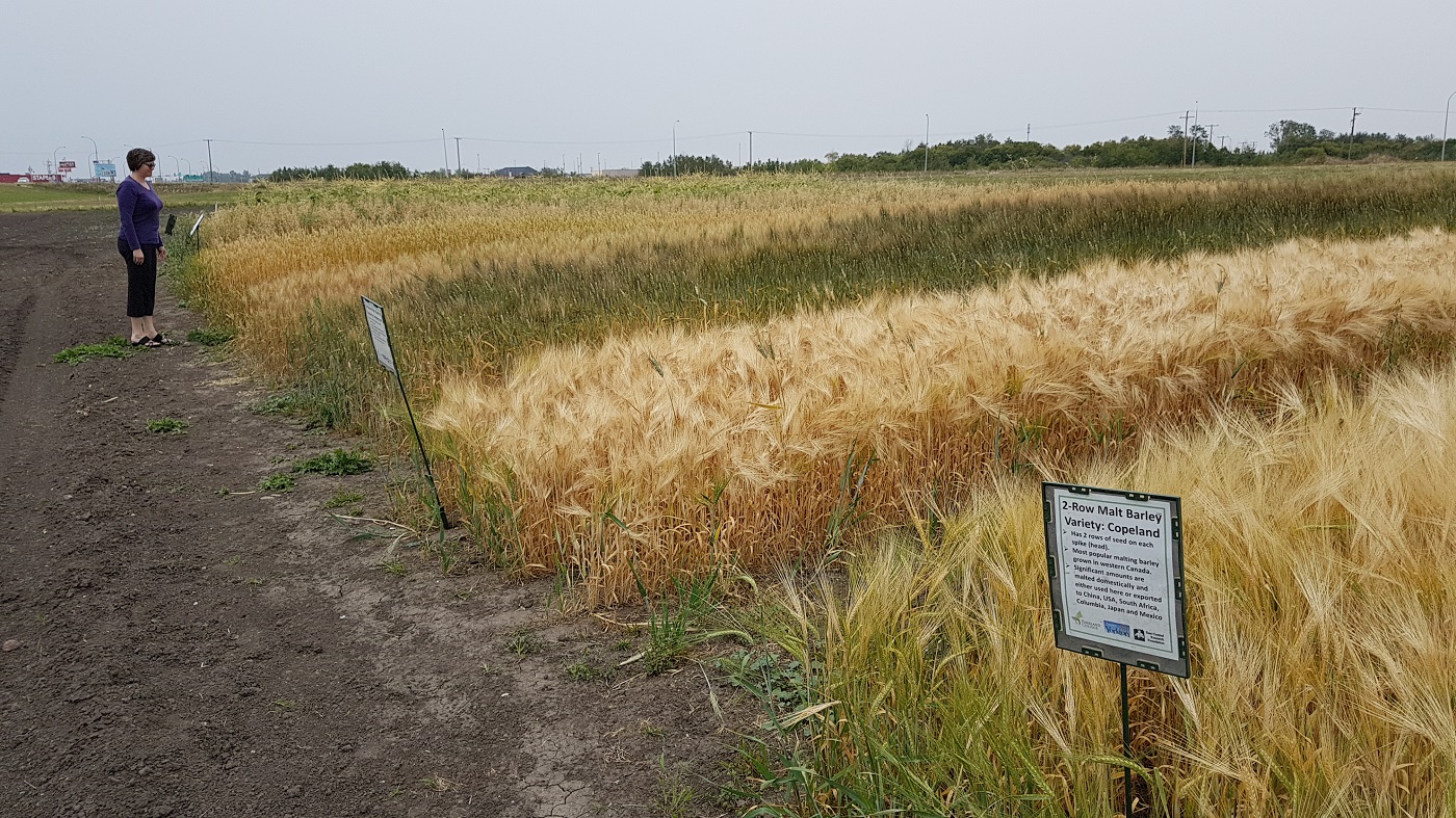 Crops of the Parkland Walking Tour - The golden tones of fall harvest in Saskatchewan