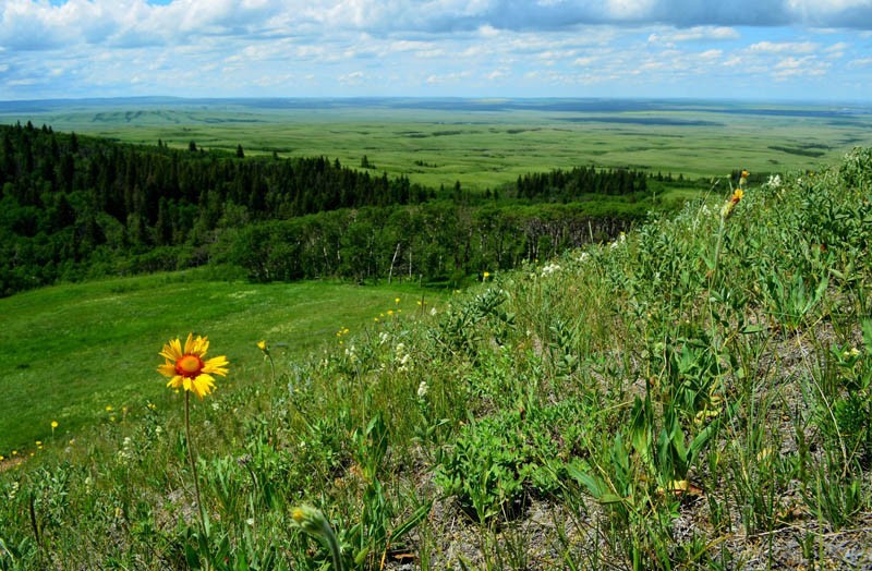 Cypress Hills Interprovincial Park 