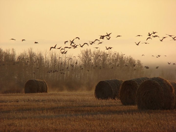 Duck Creek Outfitters