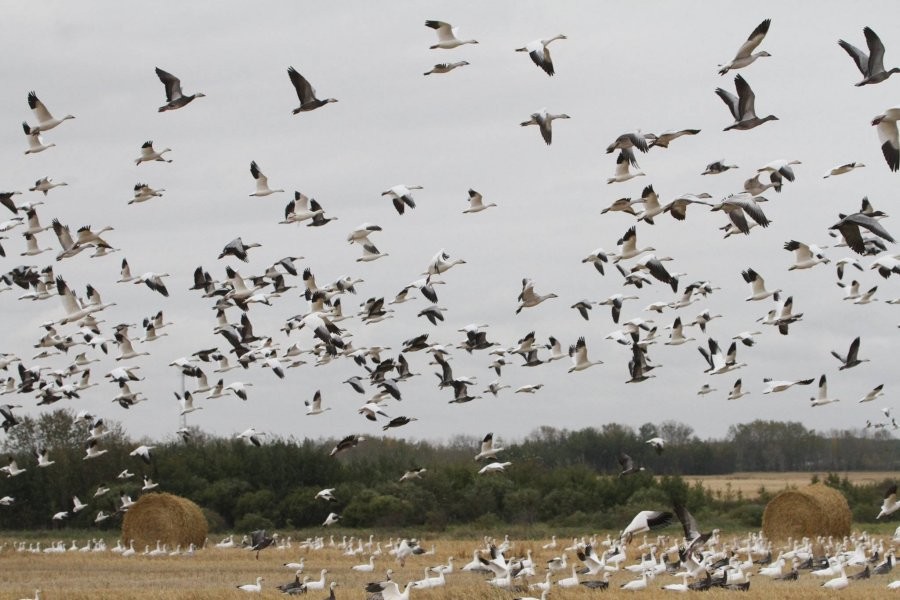 Duck Creek Outfitters