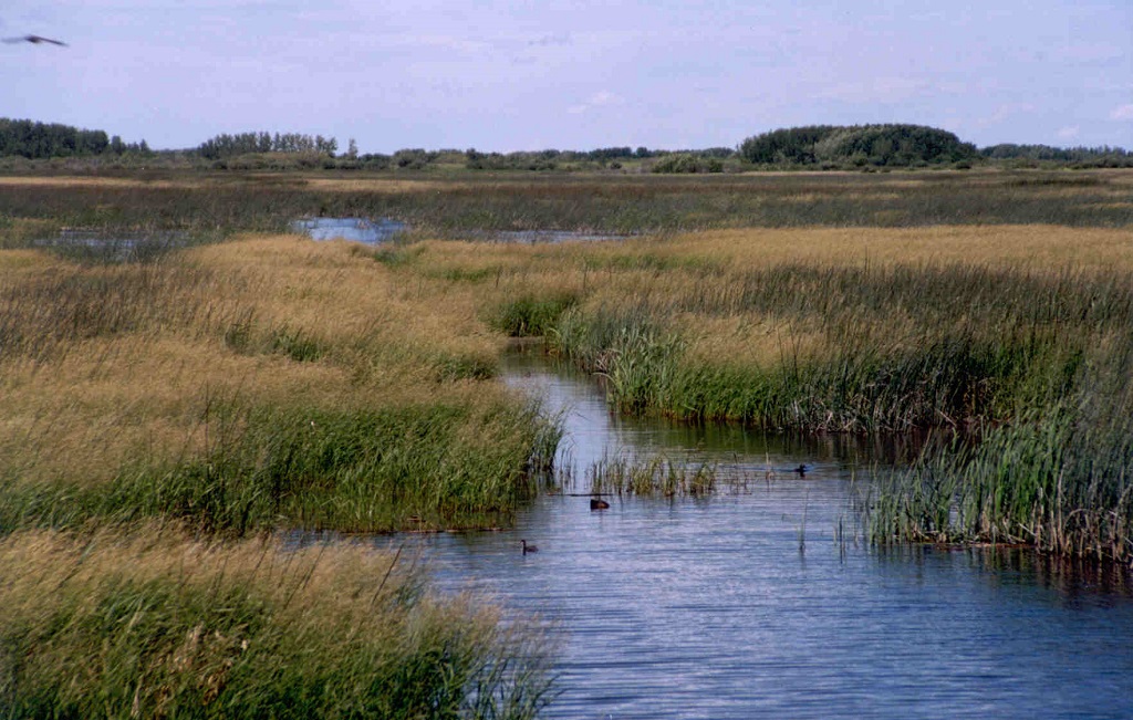 Foam Lake Heritage Marsh supports over 200 species of bird and is recognized as an Important Bird Area.