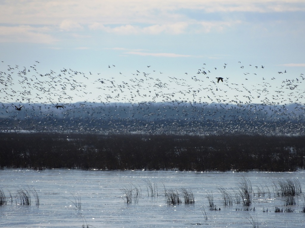Each fall, Foam Lake Heritage Marsh sees thousands of staging waterfowl, sandhill cranes, and shorebirds.