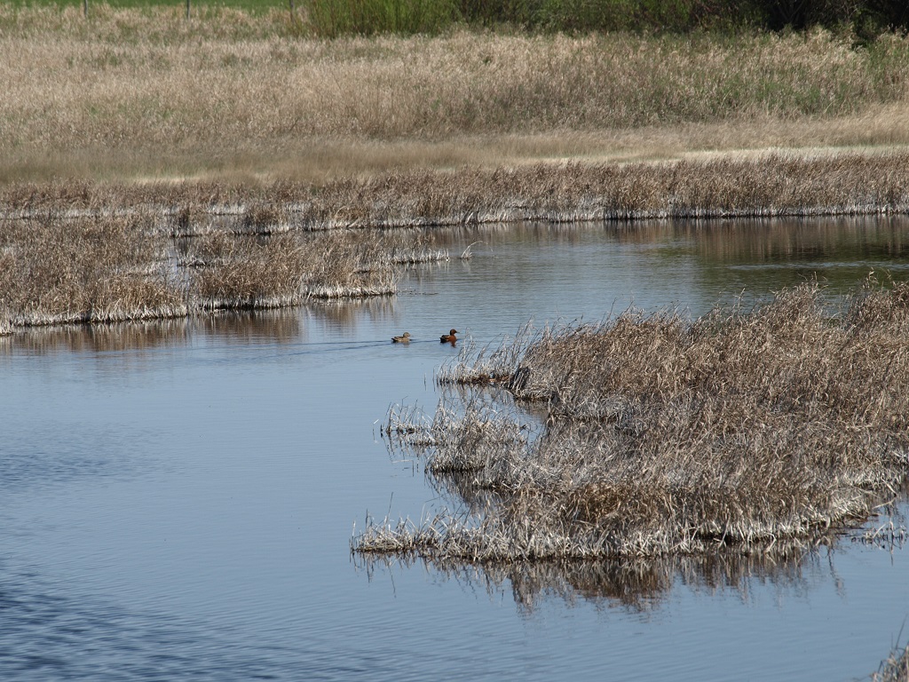 At DUC’s Nevdoff Project, it’s estimated that 30 to 50 pairs of ducks are nesting in every square mile of grassland.