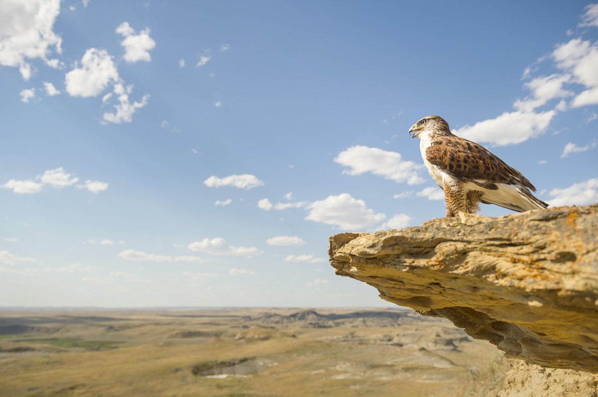 Grasslands National Park, East Block - A ferruginous hawk observes its domain
