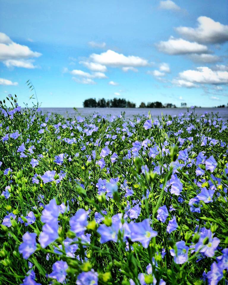 Flax field in bloom - late July