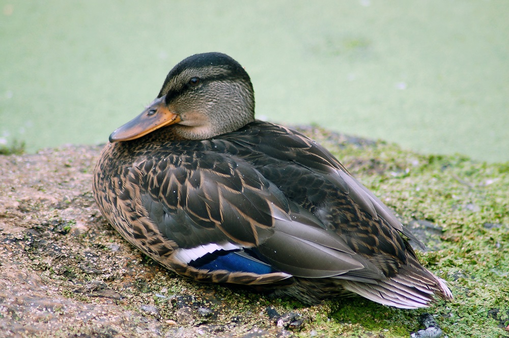 Saskatoon Forestry Farm Park & Zoo