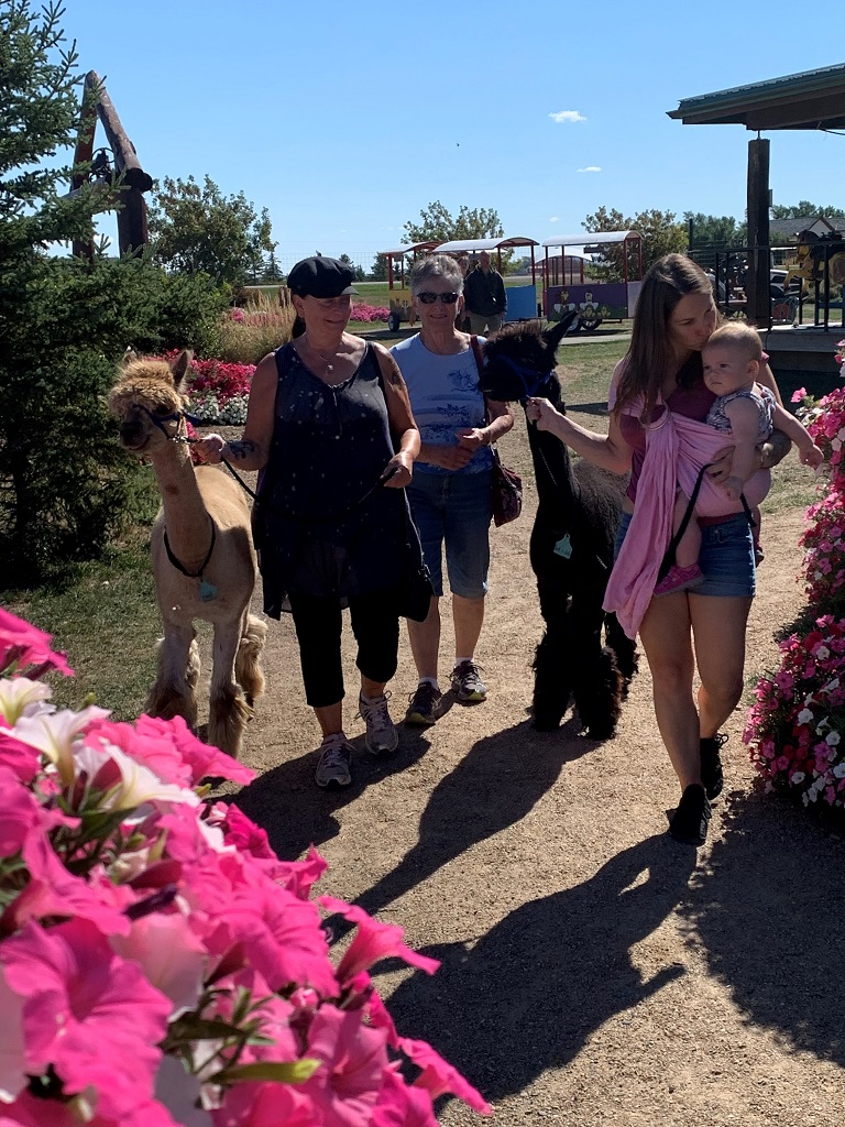 Grotto Gardens Family Fun Farm - Alpaca Walk