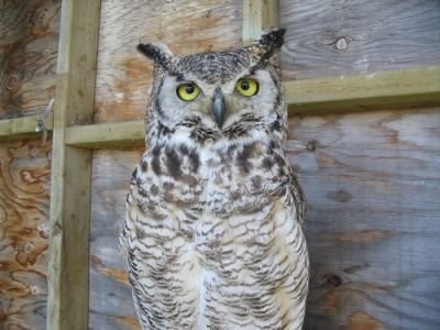 Tyke - The Great Horned Owl