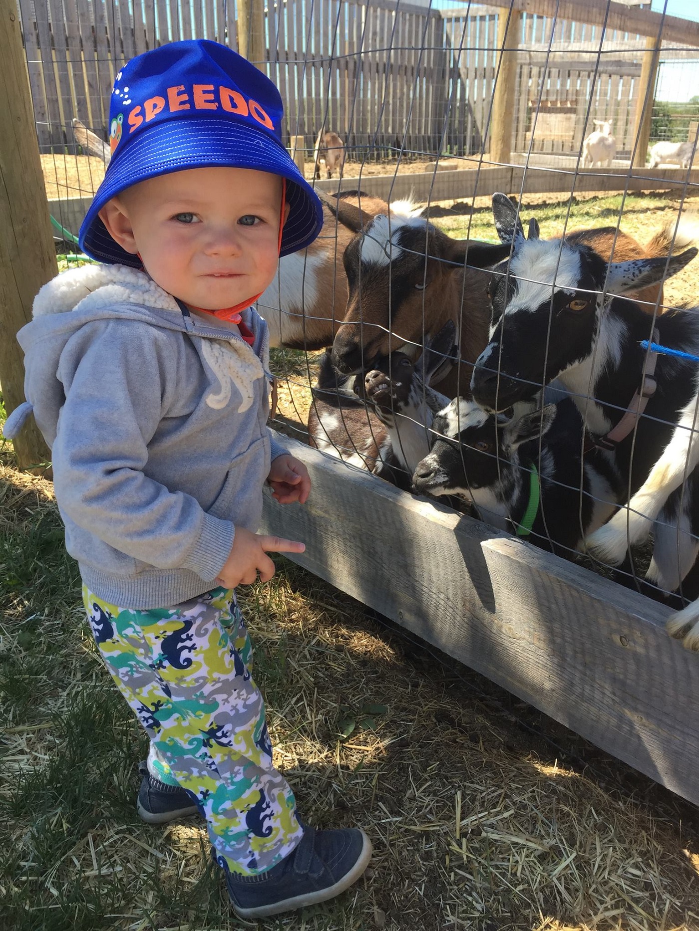 Checking out the goats