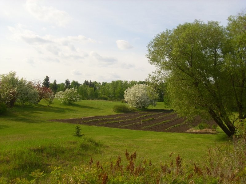 Honeywood (Dr A. J. Porter) Heritage Nursery - Porter Lily Field & Apple Blossoms