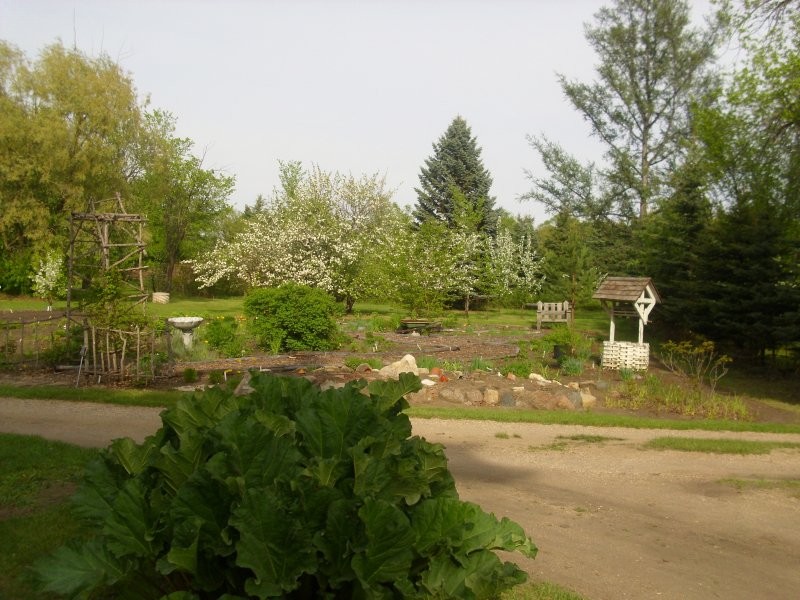 Honeywood (Dr A. J. Porter) Heritage Nursery - Irish Green Giant with Daku Garden