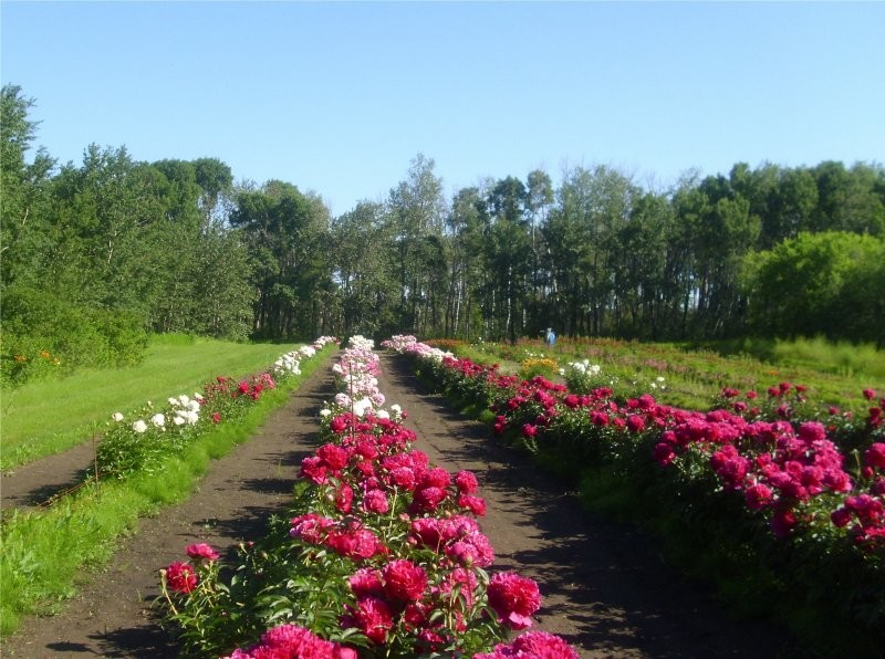 Honeywood (Dr A. J. Porter) Heritage Nursery - Peony Field