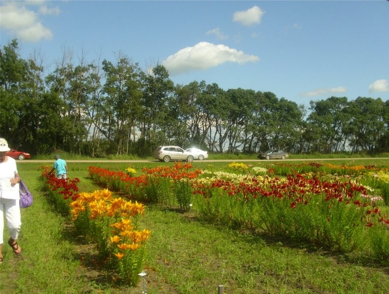 Honeywood (Dr A. J. Porter) Heritage Nursery - Shopping in the Lily Field 