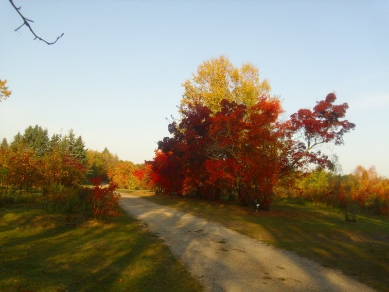 Honeywood (Dr A. J. Porter) Heritage Nursery - Amur Maples Green Forest Visit