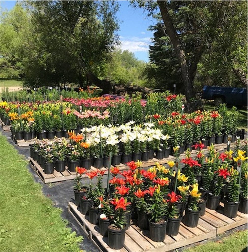 Honeywood Dr A J Porter Heritage Nursery Inc | Tourism Saskatchewan