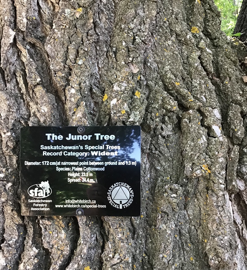 The Junor Tree