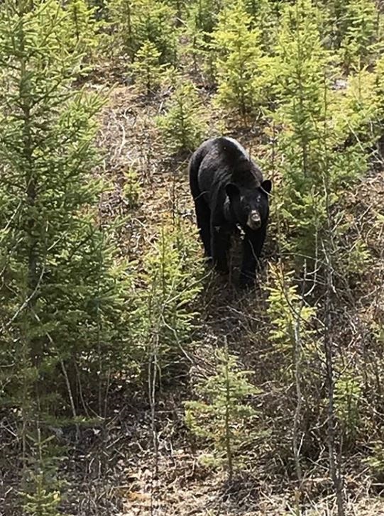 Northern Whitetail Outfitters and Caribou Trail Outfitters