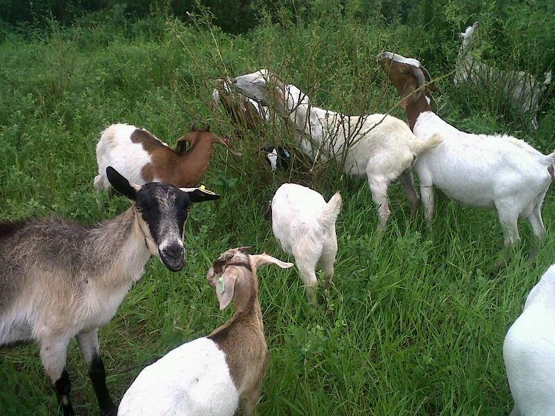 Goats being used at Wascana Park in Regina to control invasive plants