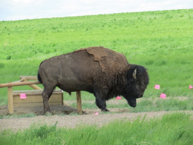 At Grasslands National Park