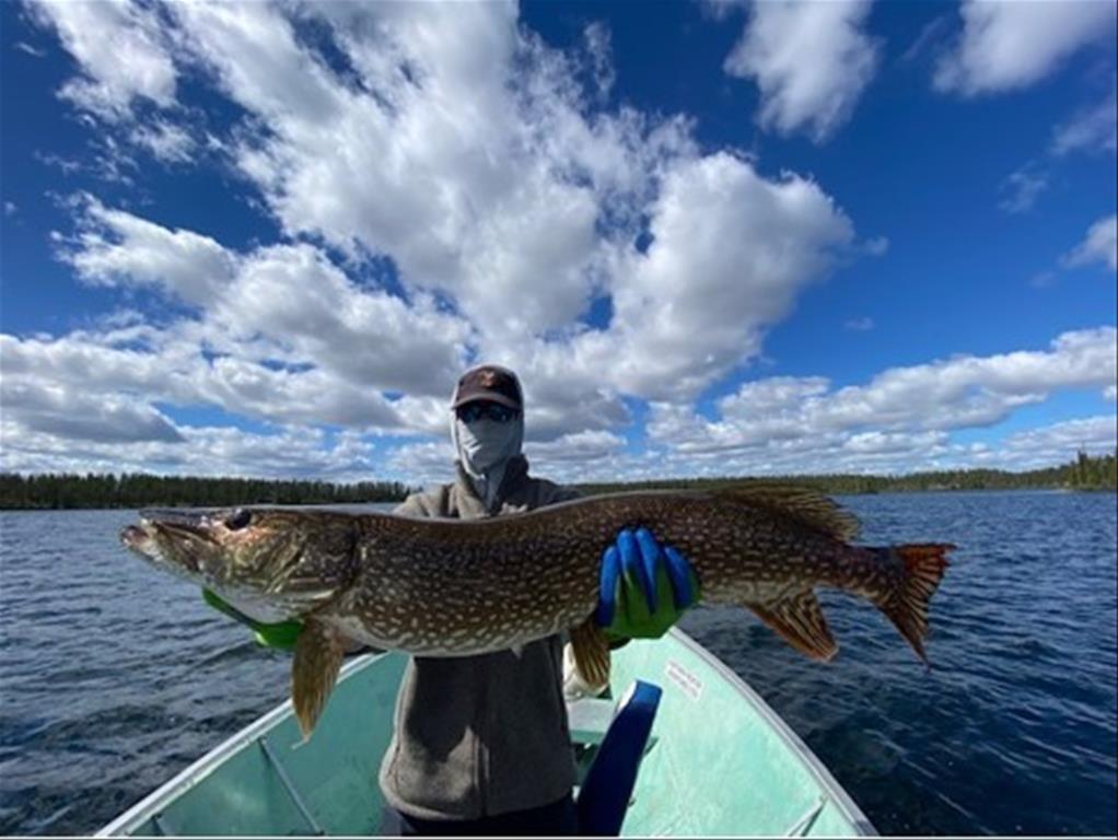Northern Pike Fishing  Dumoine Lake Cottages in Quebec