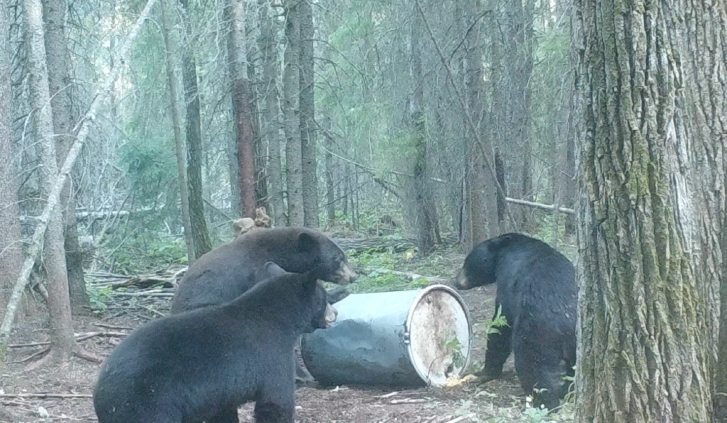 Northern Saskatchewan Wilderness Hunts