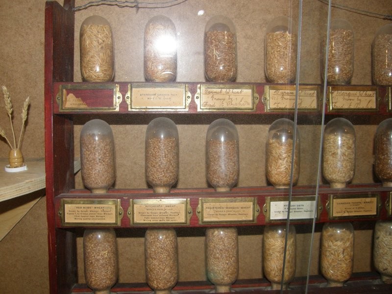 The Hepburn Museum of Wheat - Wheat
