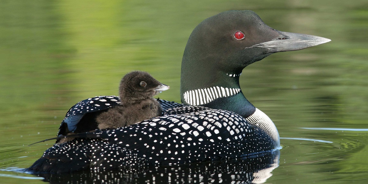 Volunteers are encouraged to take part in the annual loon survey at Prince Albert National Park; Photo: Parks Canada