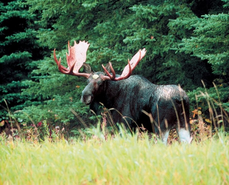 Oliver Lake Wilderness Lodge 