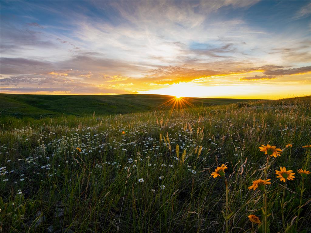 All in the Wild Gallery - Prairie Glow