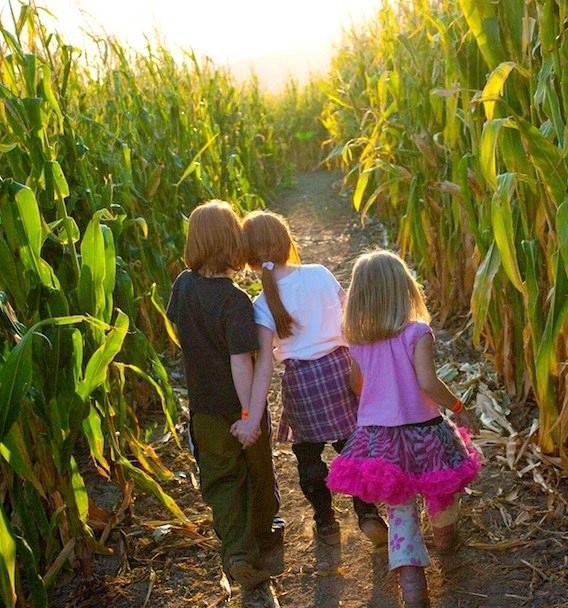 Happy Hollow Corn Maze, Family Farm & Fall Festival