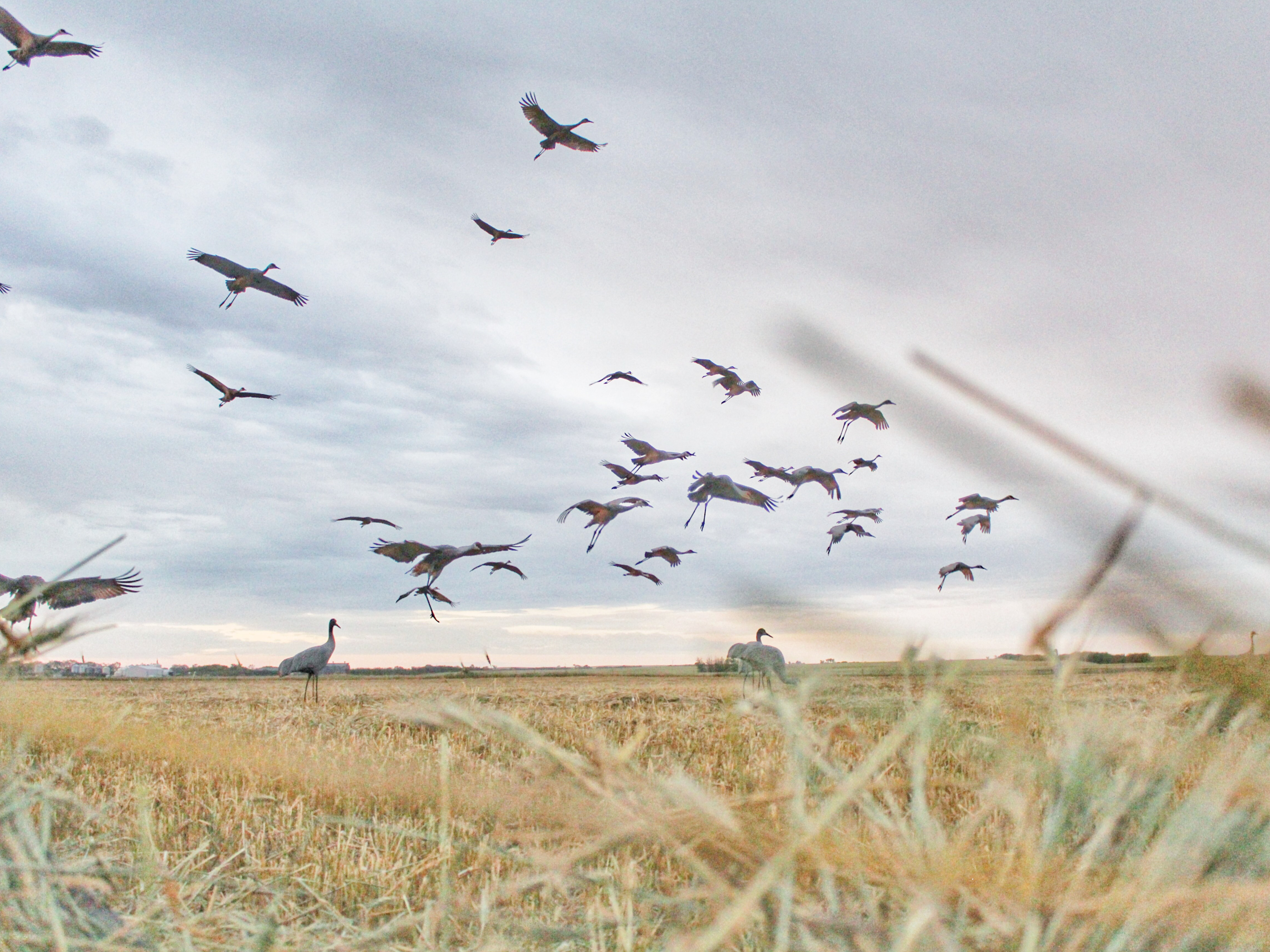 Quill Lakes Waterfowl Outfitters