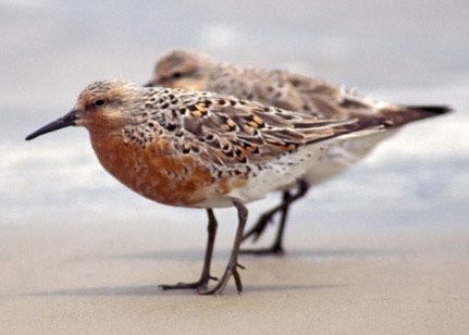 Chaplin Nature Centre - Red Knot