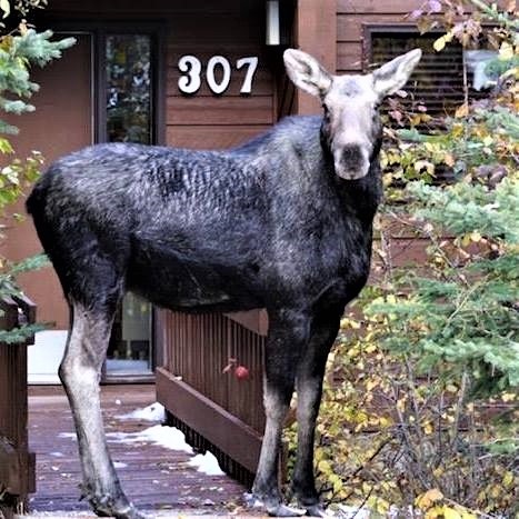 The Resort at Cypress Hills - Townhouse visitor