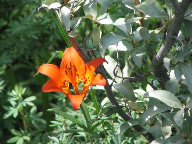 Wild Potentilla, Tiger Lily and Silver Willow on the Dipong Hill.