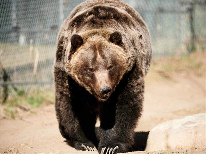 Saskatoon Forestry Farm Park & Zoo