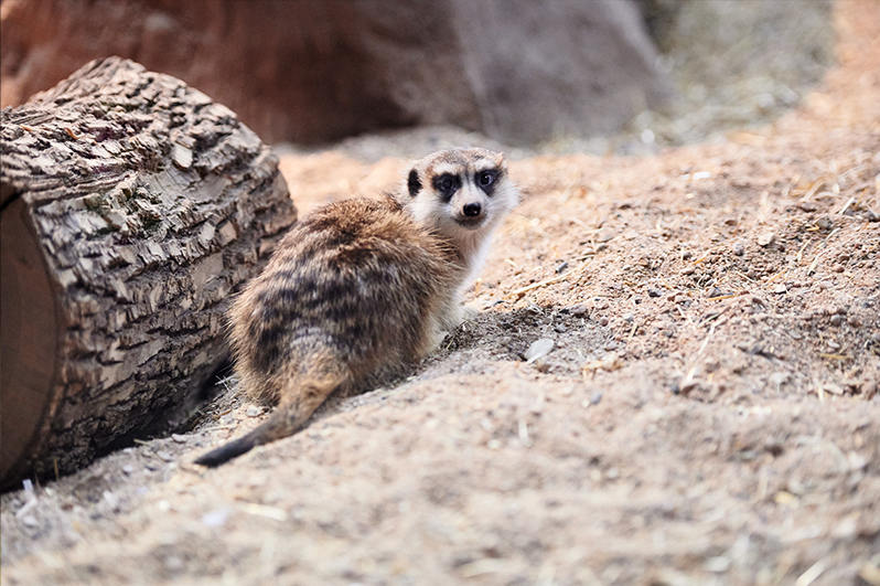 Saskatoon Forestry Farm Park & Zoo